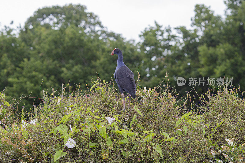 Pukeko Bird坐在灌木丛上